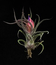 Tillandsia Pruinosa - Live air plant indoor house airplant vivarium terrarium