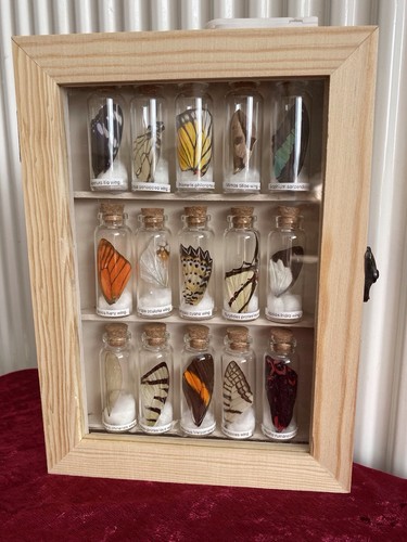 Clearance sale butterfly - sale,