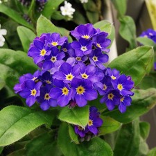 Forget Me Not 'Compindi' Plug Plant x6. Myosotis winter bedding flowers