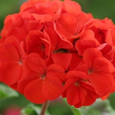 Perfect Plants - Geranium