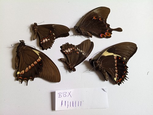 Papilio mix for artwork - 5, s.sp