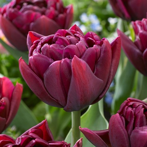 Tulip alison bradley 25 or - tulip,