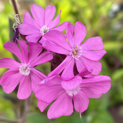 Red campion seeds - seeds, 200