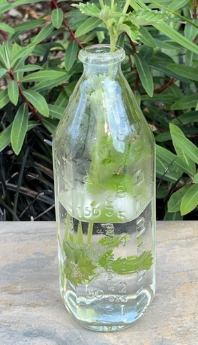 Vintage pyrex baby bottle - baby, /