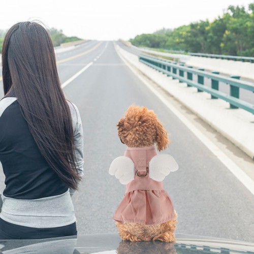Comfortable pet clothes - comfortable,