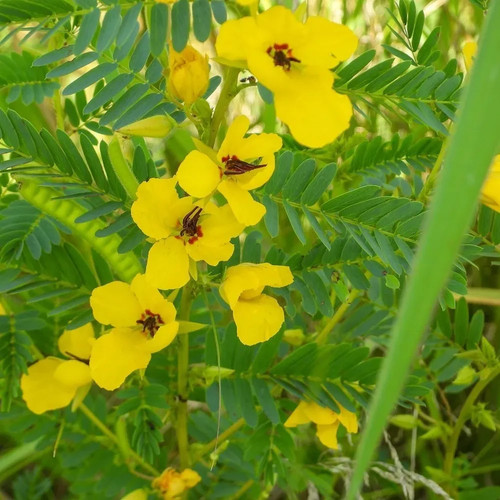Partridge pea flower - partridge,