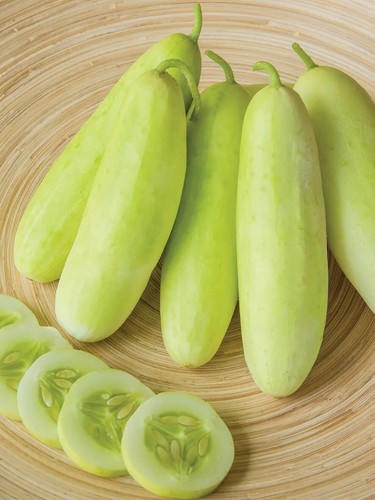 Cucumber honey plus grow - 'honey, plus'
