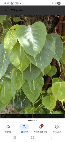 Ficus religoisa pipple - religoisa, pipple/peeple