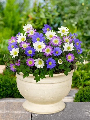 Anemone blanda mixed colors - mixed,