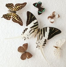 Butterfly & Moth Collection