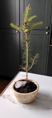 Blue spruce pica glauca - blue,