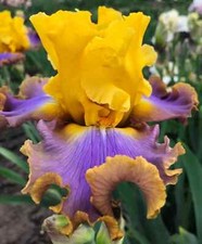 Immediate Delivery Bearded Iris Germanica CATWALK QUEEN 1 Rhizome
