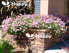 SHOWY EVENING PRIMROSE FLOWER silky orchid-pink 1000 SEEDS - Oenothera speciosa