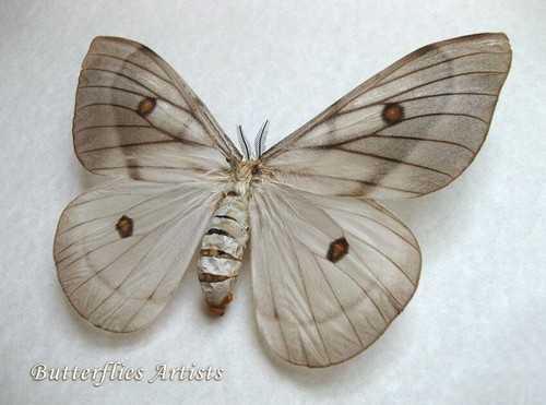 Giant ghostly silk moth - ghostly,
