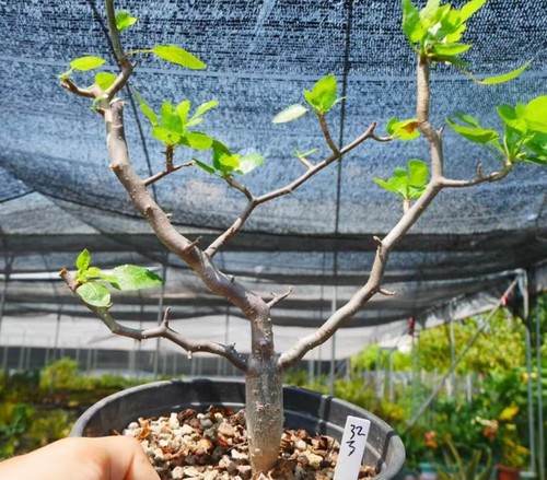 Rare cacti bursera - cacti, epinnata