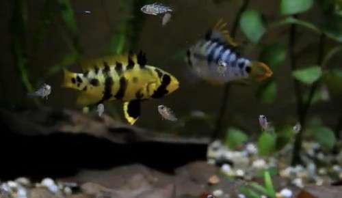 Breeding pair 1 5 - breeding, 1”-1.5”