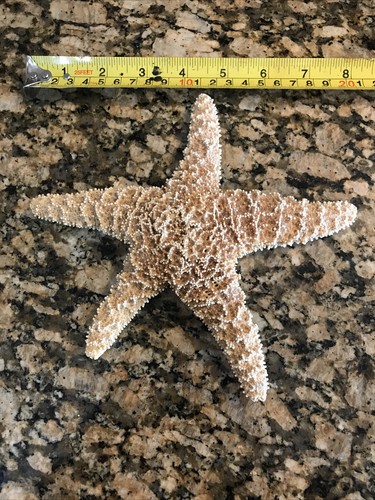 Vintage real marine sea - real,