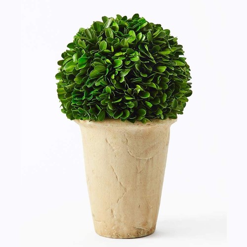 Boxwood world real - boxwood, preserved