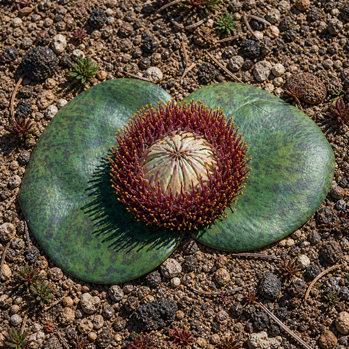Freemason grandiflora seeds - 10,