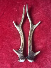 PAIR OF SIKA DEER ANTLERS