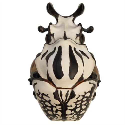 Animal heavenly body insect - animal,