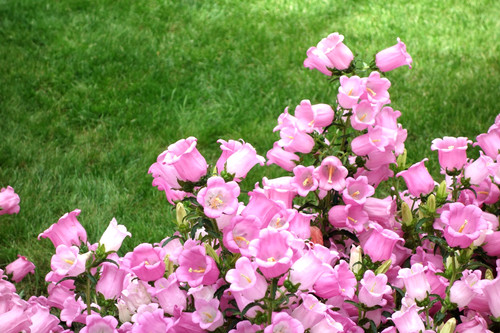 1000 campanula medium - campanula,