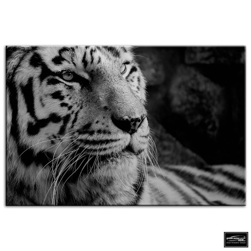 Tiger black and white - tiger,