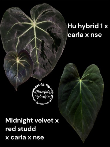Anthurium red studd - mv,