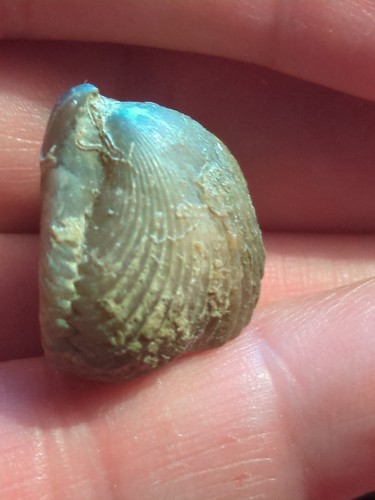 Fossil brachiopod jurassic - brachiopod,,