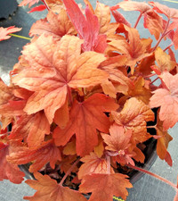 Heuchera Fire Red Coral Bells