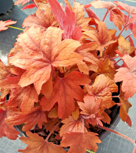 Heuchera fire red coral - heuchera,