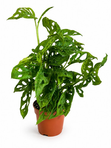 Monstera obliqua monkey - obliqua,
