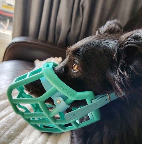 The muzzle movement - muzzle,