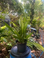 Aspidistra Cast Iron Plant