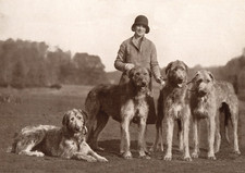 IRISH WOLFHOUND DOG GREETING