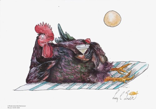 Funny rhode island red chicken - funny,