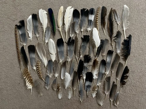 Various naturally foraged bird - various,