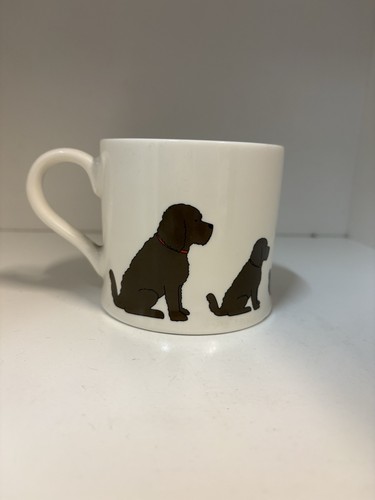 Sweet william cockapoo - sweet, /
