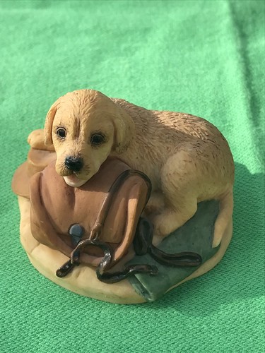 Labrador retriever pup - pup,