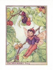 1940 Flower Fairy book print Original First Edition The Mulberry Fairy