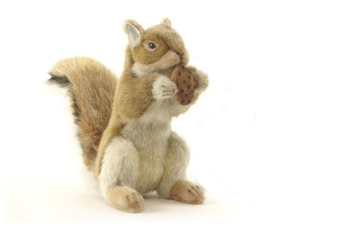 Hansa red squirrel sitting - hansa,