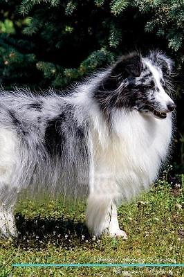 Shetland sheepdog affirmations - sheepdog,