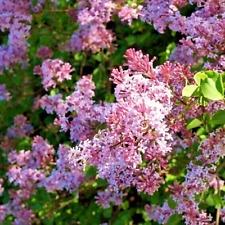Syringa Pink Perfume - Hardy Repeat Flowering Lilac Compact Shrub 3Lt Pot Large