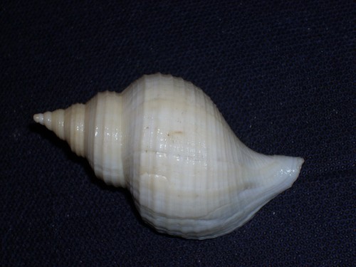 Neptunea kuroshio special - kuroshio,