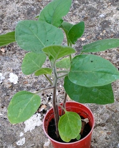 Strong healthy gooseberry - x,