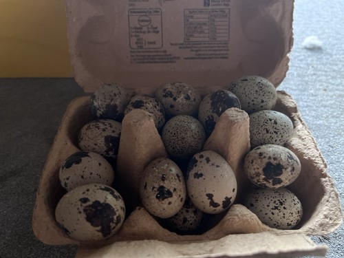 Quail eggs for - 6,