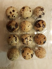 Quail eggs - quail, eggs)