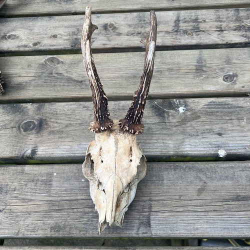 Roe deer skull - skull, antlers