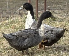 Mixed Duck Hatching Eggs (18