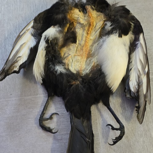 Magpie pelt skin - magpie, skin.
